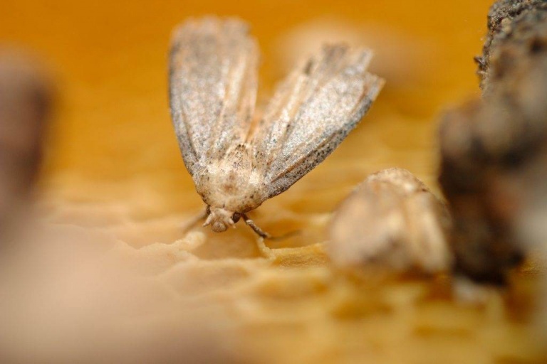 Российская компания выращивает гусениц, которые растворяют полиэтилен