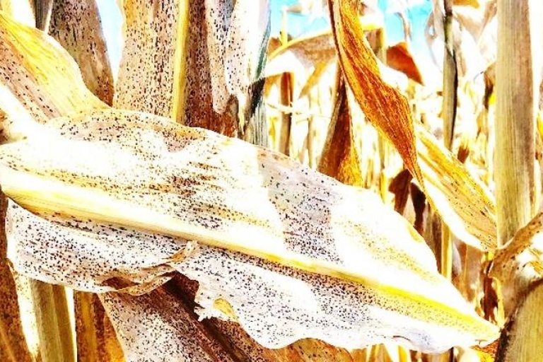 Появление новых болезней кукурузы