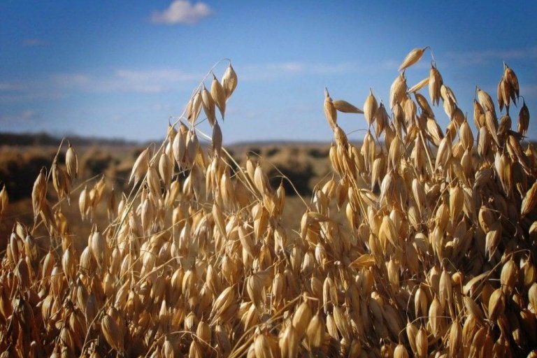 Новые сорта пшеницы и овса выводят в Кузбассе