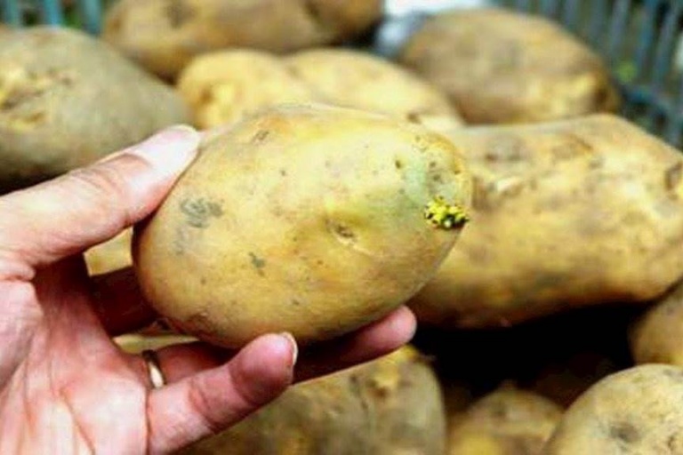 Посадка картофеля 