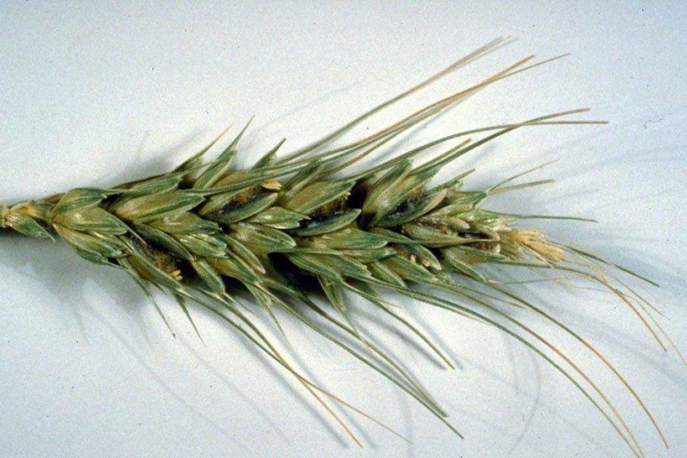 Индийская, или карнальская, головня пшеницы