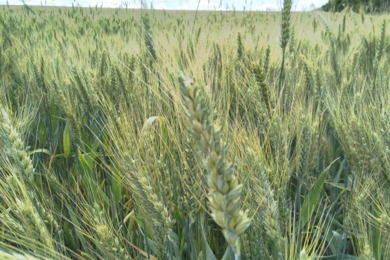 Программа защиты на озимой пшенице в МГУППЗ Орловский