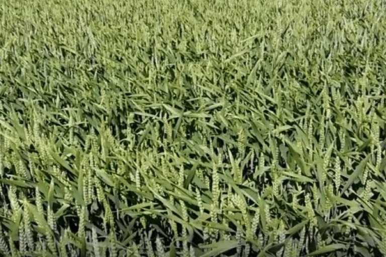 Применении фунгицида Аваксс, КЭ на озимой пшенице и ячмене по вегетации.