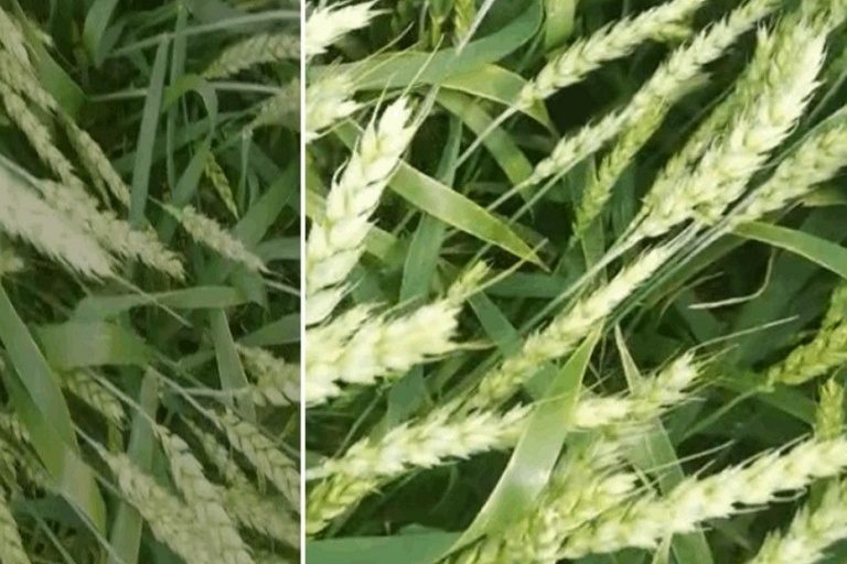 Применение препарата Аваксс на посевах яровой пшеницы.