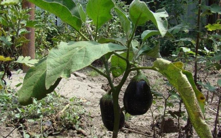 Solanum melongenaL. - Баклажан обыкновенный