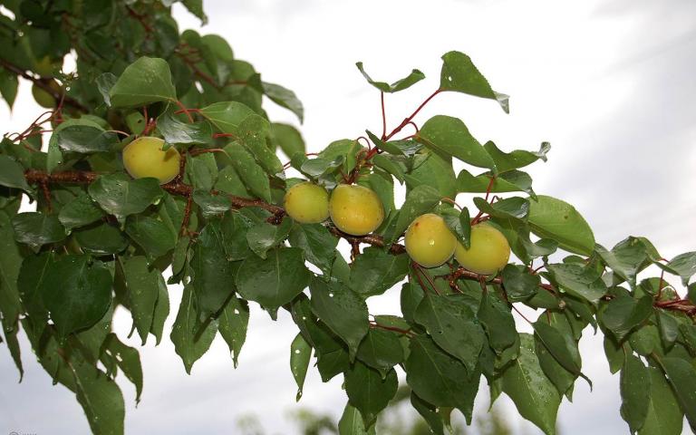 Prunus armeniaca L. - Абрикос обыкновенный