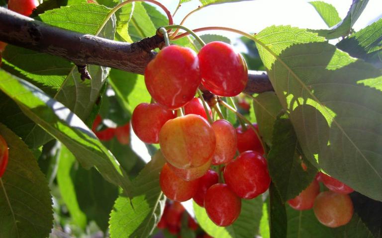 Prunus avium L. - Черешня