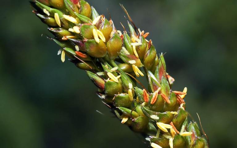 Сорго зерновое - Sorghum bicolor (L.) Moench.
