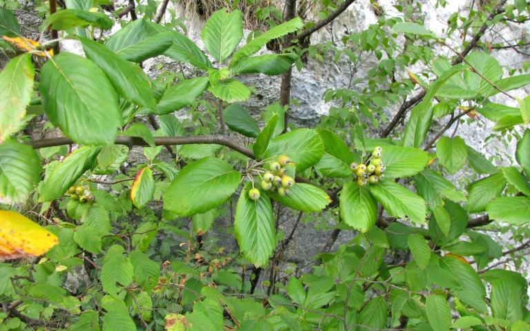 Sorbus aria (L.) Crantz - Рябина ария (круглолистная, мучнистая)