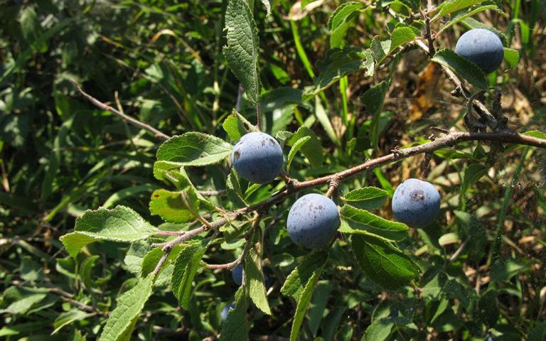 Тёрн - Prunus spinosa L.