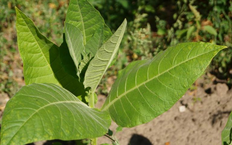 Табак (растение) - Nicotiana L. 