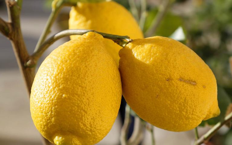 Лимон - Citrus limon (L.) Osbeck