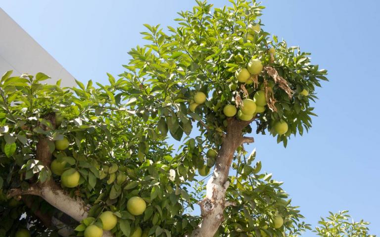 Грейпфрут - Citrus paradisi Macfad.