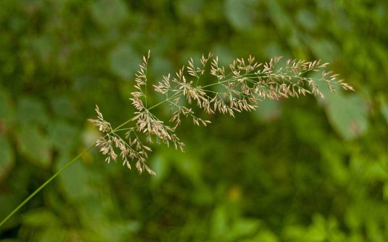 Полевица - Agrostis L.