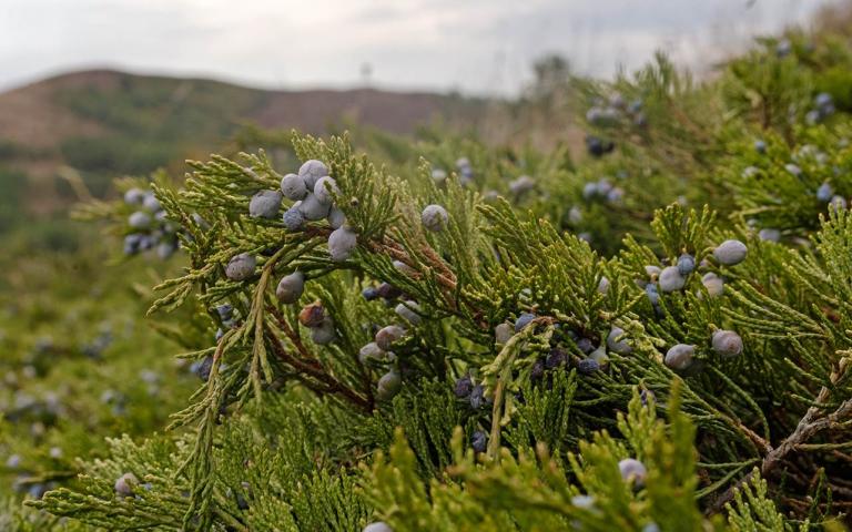 Можжевельник - Juniperus L.