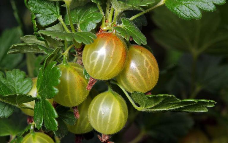 Ribes uva-crispa L. - Крыжовник обыкновенный