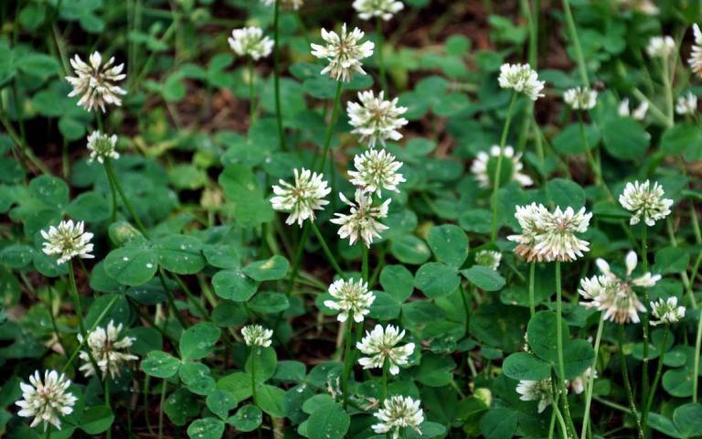 Trifolium repens L.- Клевер белый