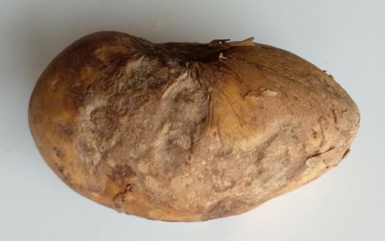 Антракноз картофеля - Colletotrichum coccoides