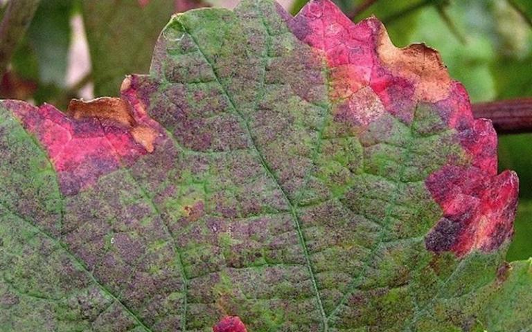 Краснуха винограда - Pseudopeziza tracheiphyla Mull.