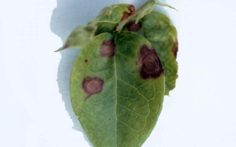 Филлостиктоз плодовых культур (яблоня, груша, айва) - Phyllosticta spp. (телеоморфа – Mycosphaerella spp.)