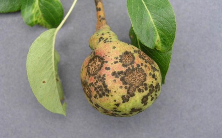 Парша груши - Venturia pirina Aderh , анаморфа - Fusicladium pirinum (Sib.) Fokl.
