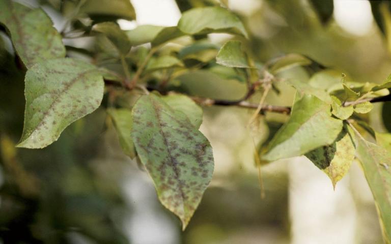Парша яблони - Venturia inaegualis (анаморфа - Fusicladium dendriticum)  