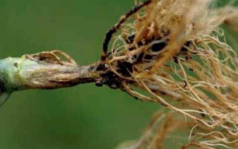 Черная ножка томата - Peсtobacterium (Erwinia) carotovorum subsp. atrosepticum; Pythium spp.; Phytophthora spp.; Rhizoctonia solani Kuehn  (телеоморфа: Thanatephorus cucumeris)