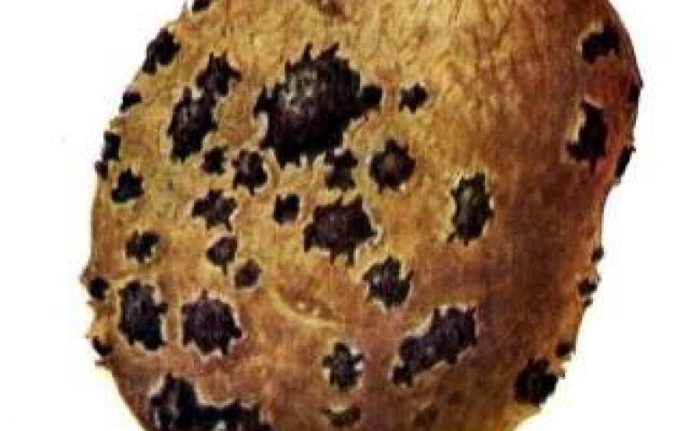 Парша порошистая картофеля - Spongospora subterranea (Wallr.) Lagerh.
