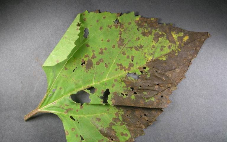 Септориозная пятнистость листьев подсолнечника - Septoria helianthi Ell.&Kell.