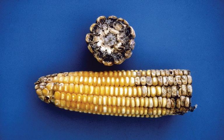 Нигроспороз кукурузы - Nigrospora oryzae (Berk. & Broome) Petch.