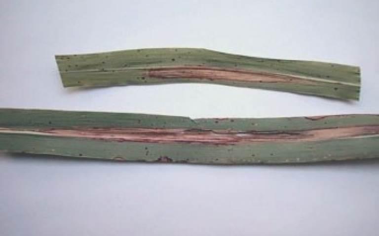 Гельминтоспориозная пятнистость листьев кукурузы (северный гельминтоспориоз) - Helminthosporium  turcicum Pass. (=Drechlera turcica )