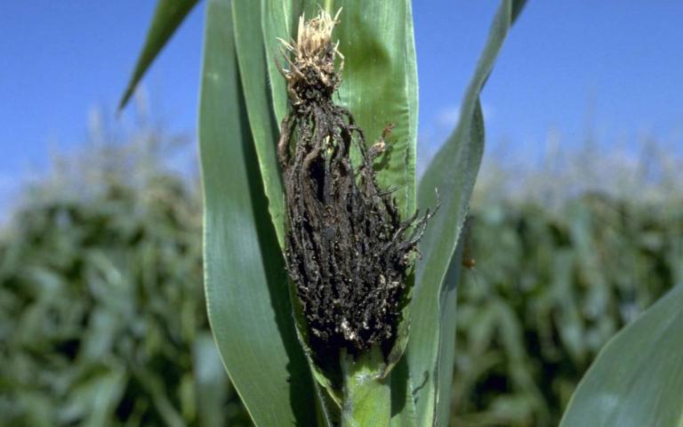 Пыльная головня кукурузы - Sorosporium reilianum (Kuehn) Mc Alp.