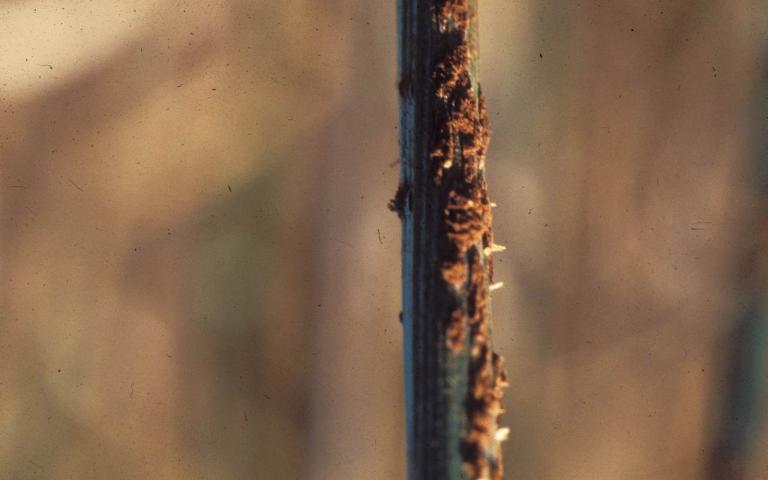 Стеблевая (линейная) ржавчина злаковых культур - Puccinia graminis