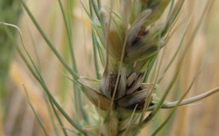 Карликовая головня пшеницы - Tilletia controversa J.G. Kuhn