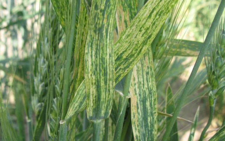 Вирус полосатой мозаики пшеницы (ВПМП) - Wheat streak mosaic rymovirus (WSMV)