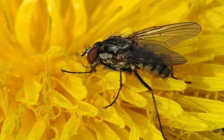 Капустная весенняя муха - Delia brassicae Bouche