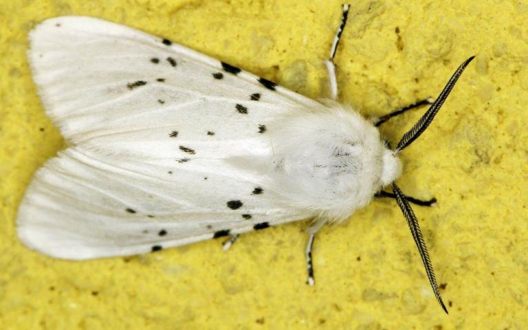 Американская белая бабочка - Hyphantria cunea Drury