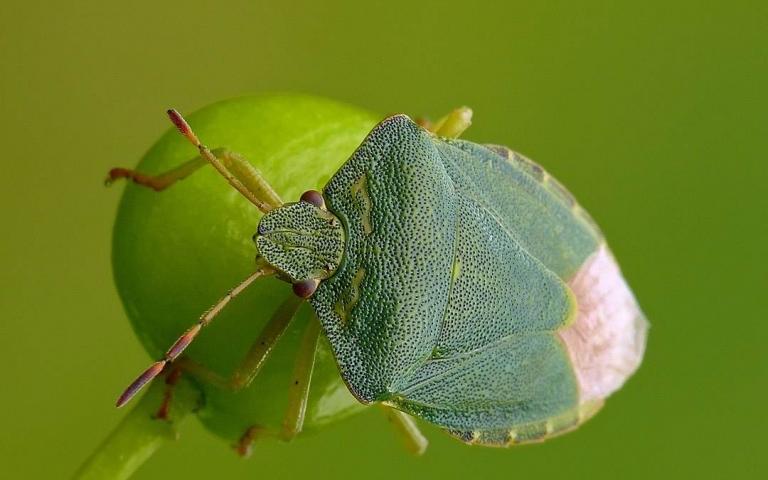 Щитник зелёный - Palomena prasina L.