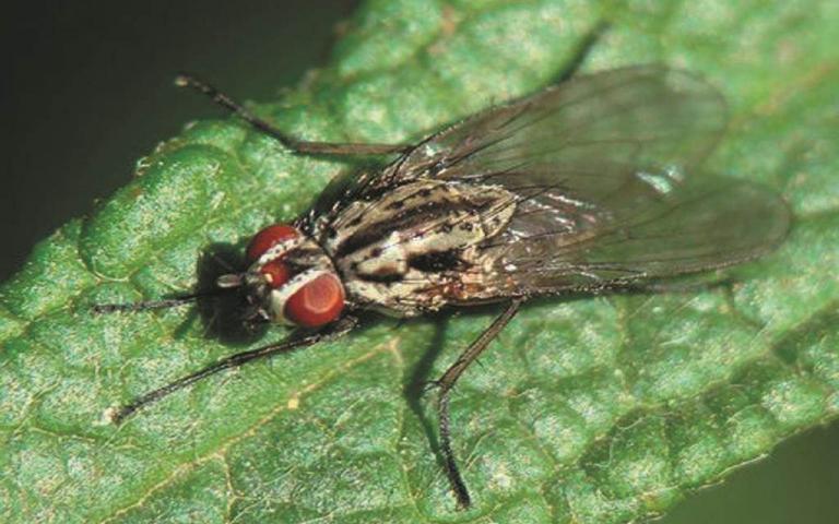 Ростковая муха - Delia platura (Meigen)