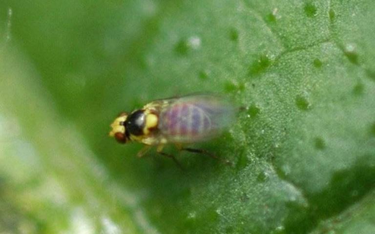 Томатный листовой минер - Liriomyza sativae Blanchard