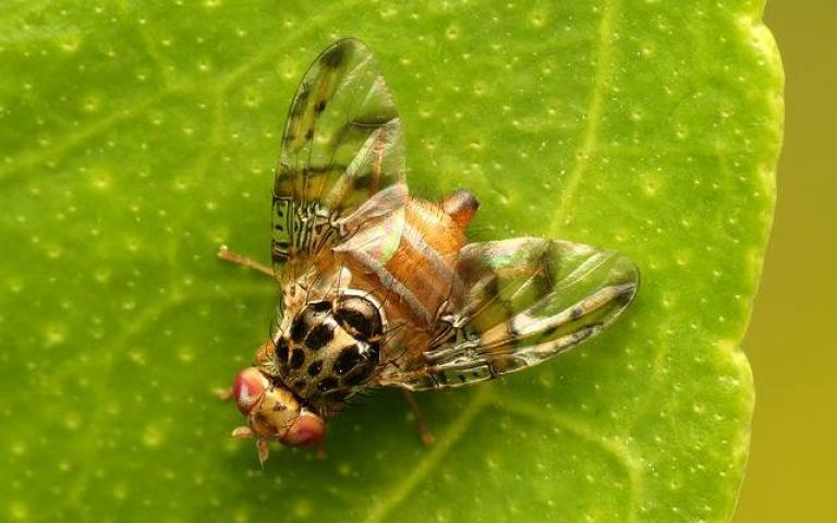 Дынная муха - Myiopardalis pardalina