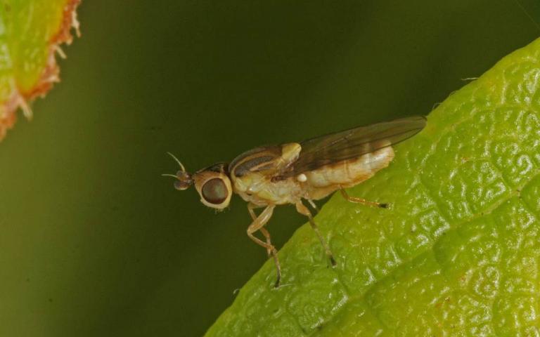 Ячменная и овсяная шведские мухи - Oscinella pusilla Mg., Oscinella frit L.