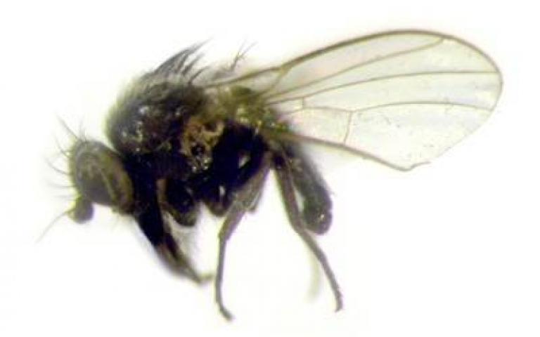 Рисовый минер - Agromyza oryzae (Munakata)