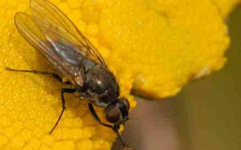 Капустная летняя муха - Delia floralis (Fallen) 