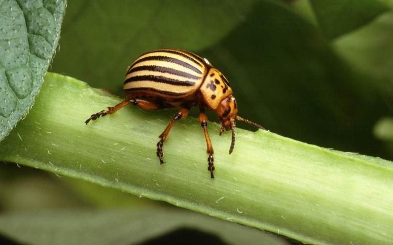 Колорадский жук - Leptinotarsa decemlineata Say 