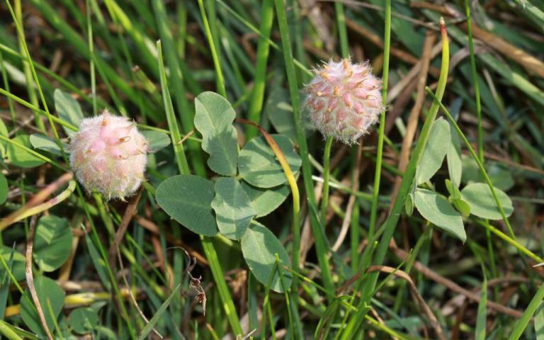 Клевер земляничный - Trifolium fragiferum L.