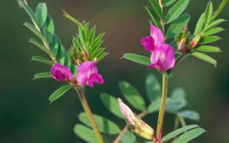 Вика посевная,  Горошек посевной - Vicia sativa L.