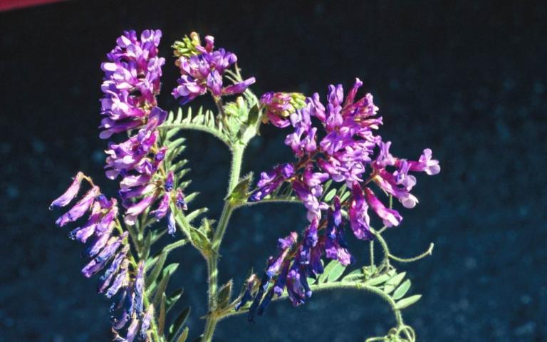 Горошек мохнатый, Вика мохнатая - Vicia villosa Roth