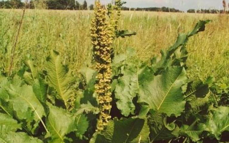 Щавель конский - Rumex confertus Willd.