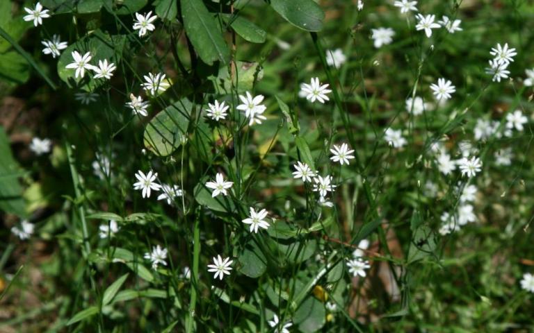 Stellaria graminea L. - Звездчатка злаковидная, злачная, пьяная трава
